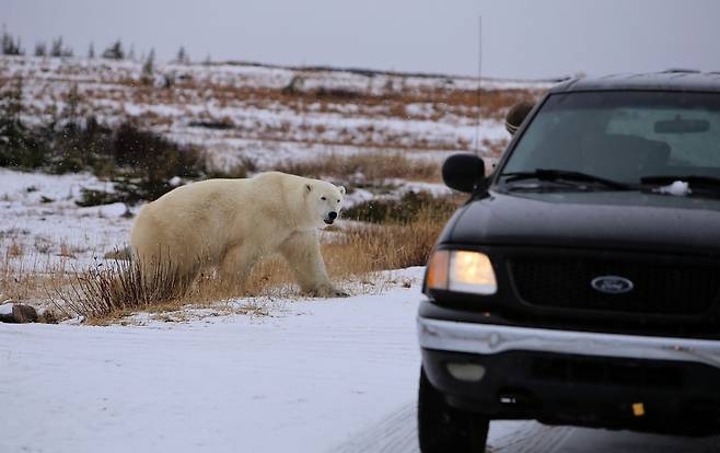 10월22일 오전 처칠 마을 동쪽에서 만난 북극곰. 북극곰은 11월 중순 허드슨만 바다얼음이 얼기에 앞서 마을 주변을 어슬렁거린다. 처칠/남종영 기자