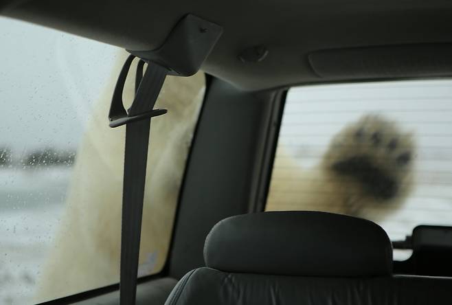 처칠 동쪽에서 북극곰이 기자가 탄 차량에 올라섰다.  처칠/남종영 기자