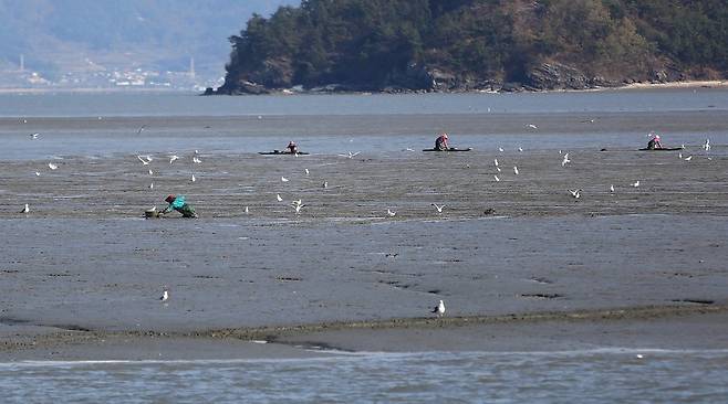 여자만 벌교갯벌은 꼬막·낙지 등 해산물의 보고다. 벌교 앞바다의 섬 해도 주변에서 어민들이 뻘배를 밀며 꼬막을 채취하고 있다.