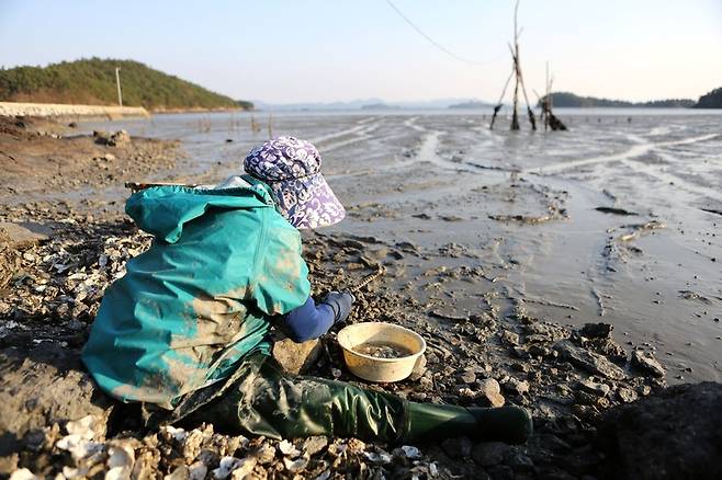장도 부수마을 갯벌에서 뻘배 타고 나가 채취해 온 굴을 까고 있는 주민 김연심(74)씨.