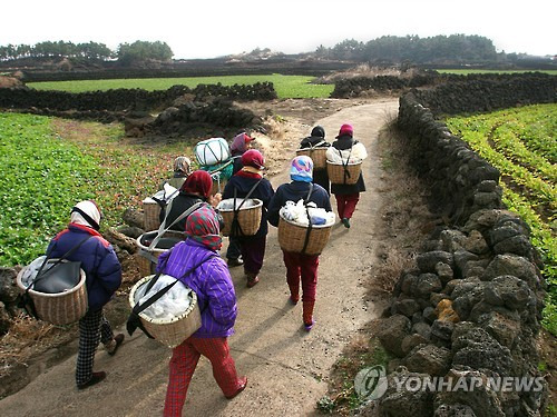 (제주=연합뉴스) 박지호 기자 = 해녀들이 물질을 하기 위해 바다로 향하고 있다. 2016.11.30 [제주특별자치도 해녀박물관 제공=연합뉴스]