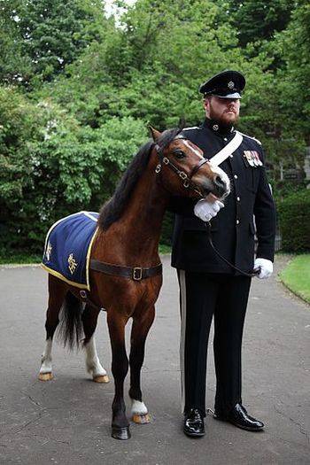 엠리스 [사진 위키피디어]