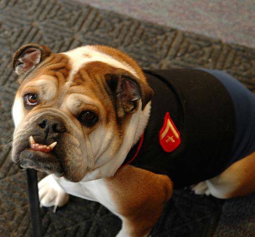 몰리 일등병 [사진 Naval Technology]