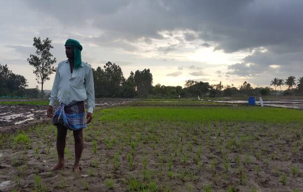 인도 카르나타카주 반누르 마을에 사는 농민 크리슈나파가 모내기를 끝낸 논 위에 서 있다. 그는 물을 많이 필요로 하는 고수확 종자 대신 가뭄에 강한 토종 벼를 심는다.