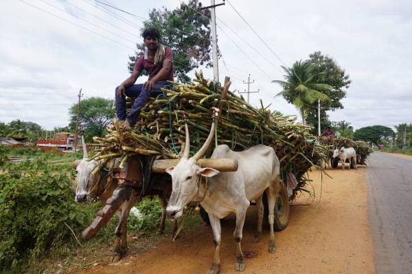 설탕농장 노동자 쿠마르가 소 두 마리에 사탕수수를 가득 싣고 설탕공장으로 향하고 있다.