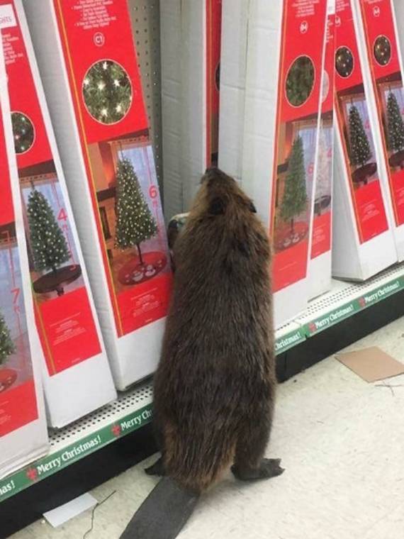 [사진 @firstsheriff 캡처]