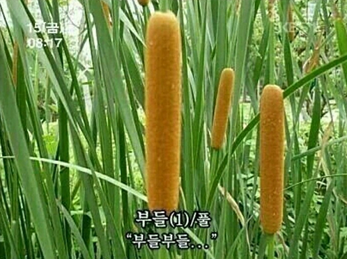 온 몸이 ‘부들부들’/사진=온라인 커뮤니티