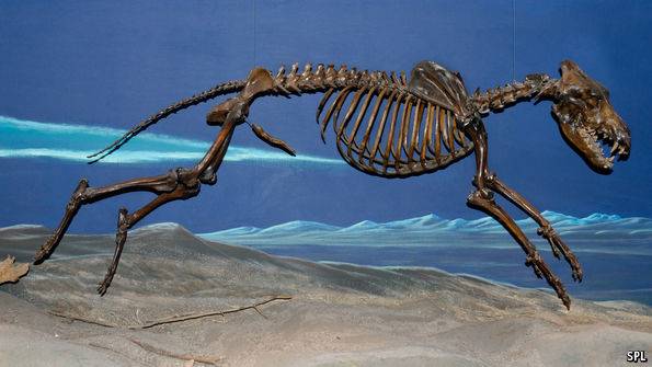 박물관에 전시된 포유류의 뼈 [The Economist]