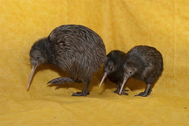 어미 키위새와 새끼들. 키위즈 포 키위(Kiwis for kiwi) 페이스북