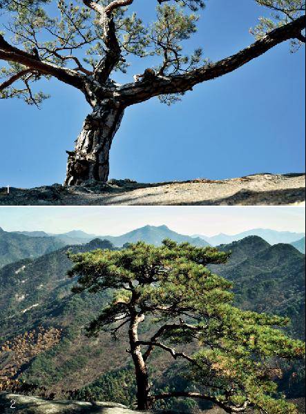 [월간산]1 정상부 동쪽 암릉의 소나무. 2 북바위산 정상 동쪽 기슭의 소나무