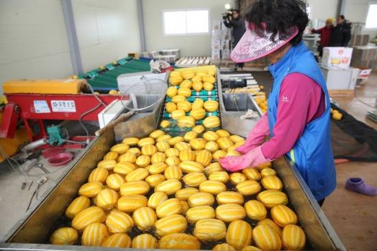 (사진제공=성주군)