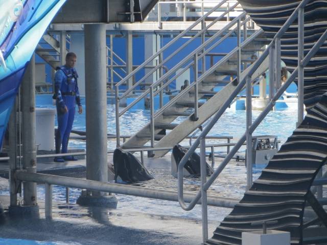 정자 제공 용도로 주로 이용된 범고래 ‘틸리쿰’은 대부분의 시간을 좁은 내실에 갇혀 지냈다. 2014년 9월 시월드 올랜도 메인 공연장 안쪽의 내실에서 조련사들이 공연에 나서지 않는 범고래들에게 지시를 하고 있다. 틸리쿰은 2010년 사고 이후 주로 이 내실에 머물렀다. 올랜도/남종영 기자