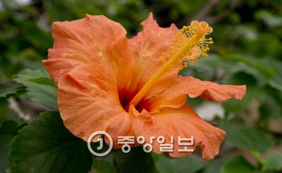 히비스커스 : 히비스커스는 우리나라에서는 하와이 무궁화로 불린다. 하와이 주화로 빨강. 노랑, 주황, 분홍, 흰색 등 다양하다. 차로 마시면 새콤한 맛이 일품이다. 폴리페놀과 안토시안 등 항산화 물질과 비타민 C가 풍부해 피로회복과 피부미용에 좋다.