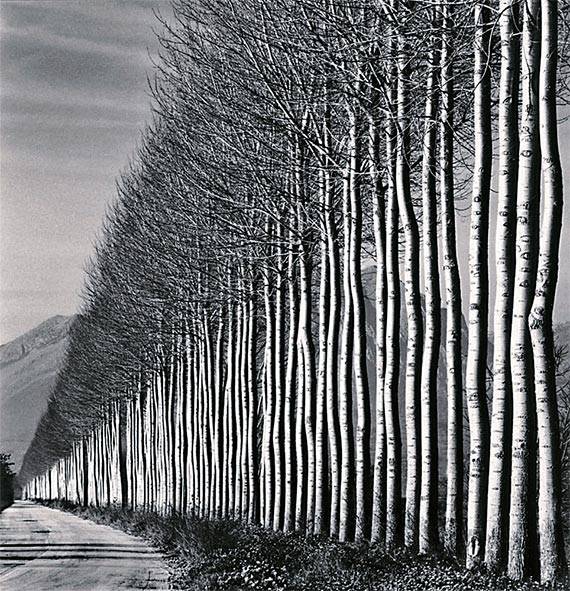 마이클 케나의 ‘포플러 나무들(Poplar Trees), Fucino, Abruzzo, Italy. 2016’ [사진 공근혜갤러리]