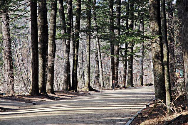 눈이 녹은 월정사 전나무숲 길. 사시사철 맑은 피톤치드가 쏟아져 나온다. 조두현 기자