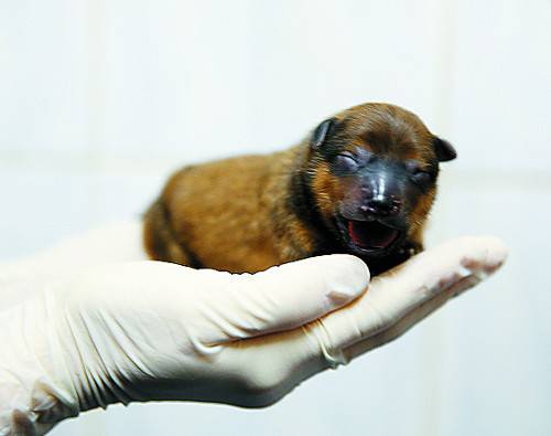 이건희 삼성전자 회장의 반려견이었던 포메라니안 ‘벤지’ 복제견이 24일 충남대 농업생명과학대학 환경조절실험동물사에서 태어나 연구팀원의 손에 올려져 있다.   김민규 교수 연구팀 제공