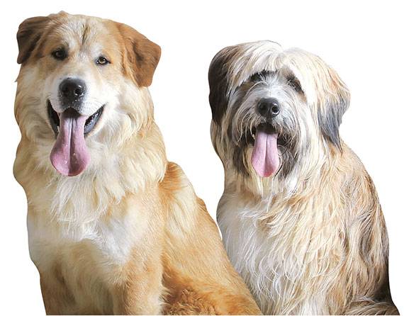 한국삽살개재단이 최근 복원한 고려개(왼쪽)와 삽살개.