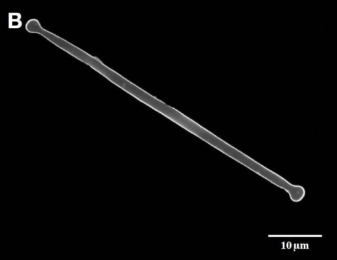 낙동강에서 채집된 규조류 아스테리오넬라(Asterionella gracillima)의 전자현미경 사진. 하나의 개체만 보면 서유기 손오공의 여의봉처럼 생겼지만 5개가 모여 방사형으로 뻗어 별과 같은 모양을 만들기도 한다. [국립낙동강생물자원관]