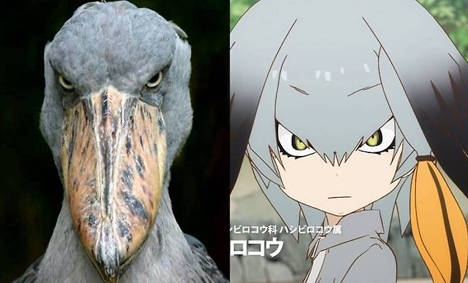 모에화의 한 예. 애니메이션 `케모노프렌즈`에 등장하는 조연 캐릭터로 무섭게 생긴 넓적부리황새 (왼쪽)을 모에화한 캐릭터(오른쪽)으로 인기를 끌고 있다.