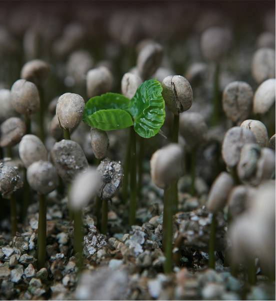 커피 씨앗에서 돋아난 새싹. [사진제공 · 커피비평가협회]
