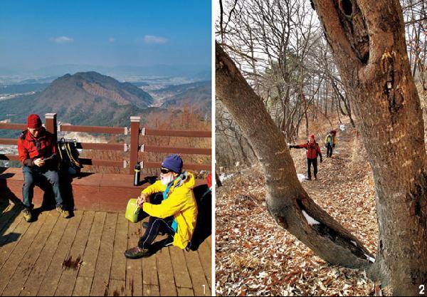 [월간산]1 순정마루 전망데크 (505.7m봉)에서 북서쪽으로 조망되는 구봉산. 2 거두리고개에서 약 25분 올라간 삼거리(순정마루 갈림길) 오른쪽 사면 길에서 보게 되는 큰 오동나무.