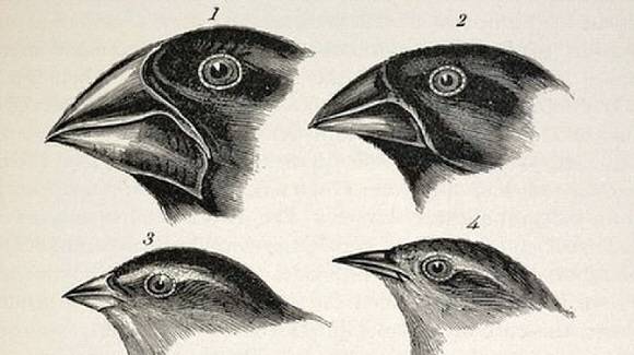 미국 프린스턴대 피터와 로즈메리 그랜트 부부는 갈라파고스제도의 대프니메이저라는 작은 섬에서 핀치새들을 43년 동안 관찰, 연구한 결과 환경의 변화가 핀치새 부리의 진화를 가져왔다는 사실을 밝혀냈다.동아시아 제공