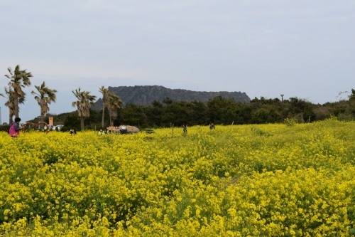 성산일출봉이 바라보이는 유채밭.(사진:헤럴드분당판교)