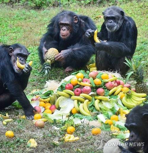 '세계 동물의 날'을 이틀 앞둔 2014년 10월 2일 한 동물원에서 침팬지 가족이 사육사로부터 좋아하는 바나나와 파인애플 등 과일 특식을 제공받은 모습. [에버랜드 제공=연합뉴스 자료사진]