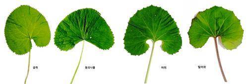 [국립수목원 제공=연합뉴스]