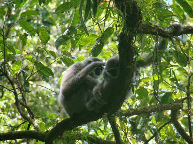 인도네시아 서부 자바섬의 구눙할리문 쌀라크 국립공원에 사는 어미 자바긴팔원숭이가 2010년 7월 나무 위에서 3살로 추정되는 새끼의 털을 고르고 있다. 국립생태원 제공