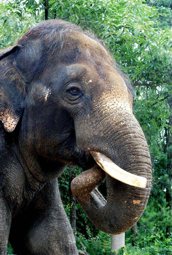결혼을 앞두고 다이어트 중인 말하는 코끼리 코식이. [사진 에버랜드]