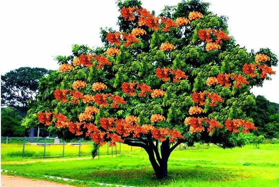 인도에서는 어렵지 않게 아소카 나무를 만날 수 있다. 잎이 화살처럼 뾰족하고, 붉은 꽃이 아름답다.