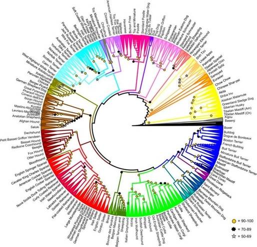161종의 개를 23개의 그룹으로 분류한 가계도./사이언스 제공