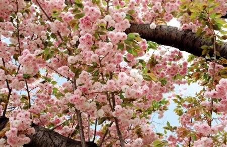 벚꽃의 마지막은 나뭇잎의 시작으로 이어진다.