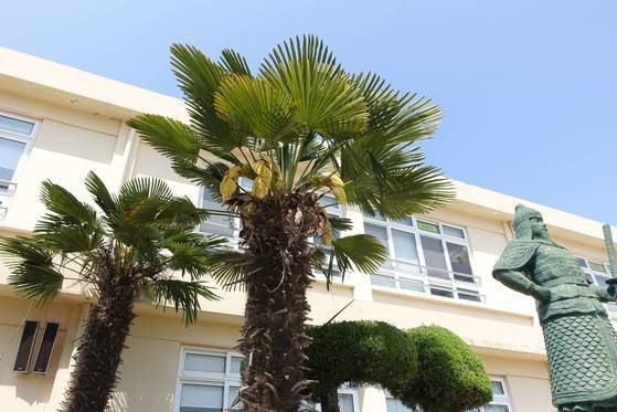 영운분교장 화단에 줄지어 자라는 종려나무가 꽃을 피웠다. 서울에서는 노지 종려나무가 꽃이 피는 것을 볼 수 없지만 이곳에서는 자주 보인다. 충무공 관련 사적과 이야기가 곳곳에 있는 고장이라 교실 앞이 서있는 충무공 동상이 자연스럽다.