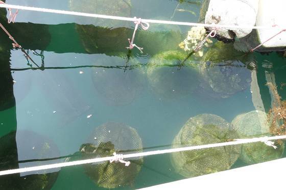 굴의 성장과정과 상태를 점검하기 위해 회사 바로 앞에 설치한 시험양식장 가두리 안에 굴 자라는 채롱망이 나란히 매달려 있다. 본 양식장에서는 5단으로 된 긴 채롱망을 쓴다고 한다.