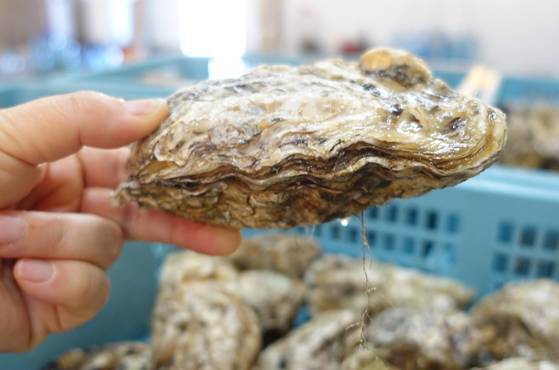 소독을 마친 바구니에서 굴 하나를 꺼내봤다. 내 손이 작아 보일 만큼 굴이 크다. 하나의 무게가 500g쯤 된다.