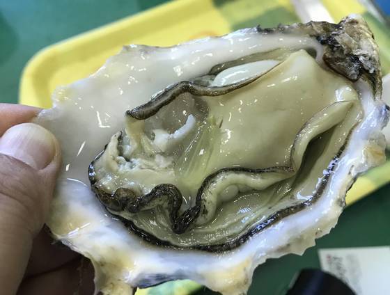 100g쯤 되는 3배체 양식 굴. 14개월 자란 이 정도 크기가 가장 먹기 좋다고 한다.