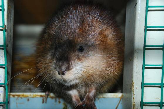 사육 중인 사향쥐 [중앙포토]