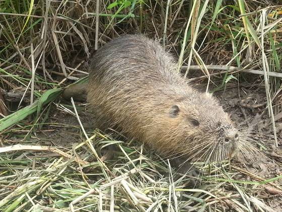 낙동강을 중심으로 퍼져나간 외래종 뉴트리아 [사진 환경부]