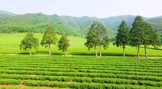 5월의 녹음과 녹차나무가 어우러진 보성 녹차 밭 전경. 프리랜서 장정필