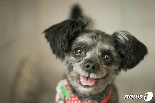 청와대 퍼스트 도그가 된 유기견 토리 모습.(사진 동물보호단체 케어 제공)© News1