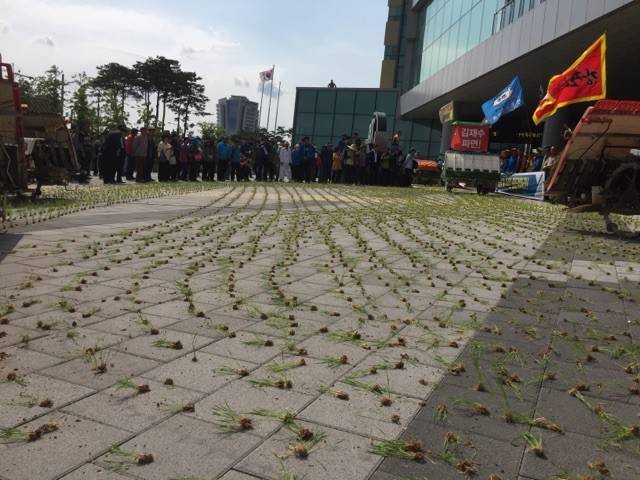 전남 농민들이 16일 전남 나주 한국농수산식품유통공사 앞에서 밥쌀 수입 입찰에 항의해 ‘시멘트 바닥 모내기’로 항의하고 있다. 전국농민회총연맹 광주전남연맹 제공