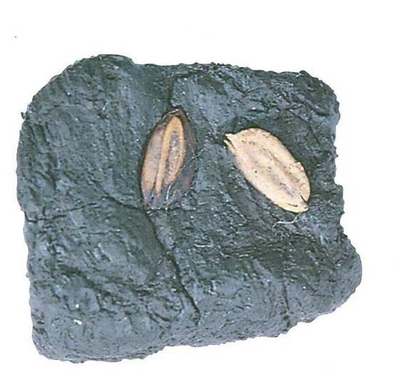 1998년 충북 청주시 흥덕구 옥산면 소로리에서 발견된 '청주 소로리 볍씨' [사진 한국선사문화연구원]