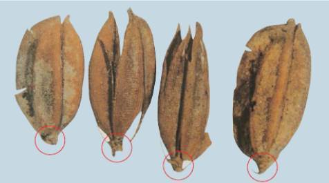 1998년 충북 청주시 흥덕구 옥산면 소로리에서 발견된 '청주 소로리 볍씨'. 소지경이 인위적으로 잘린 흔적이 보인다. [사진 한국선사문화연구원]