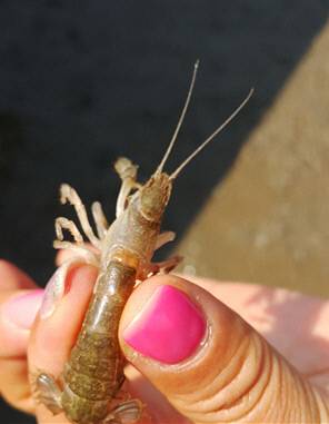 쏙을 잡는 방법은 간단하다. 구멍에 소금을 뿌리고 붓대롱을 넣으면 쏙이 집게발로 대롱을 잡는데 이때 들어올리면 된다. 정은경 제공