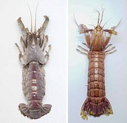 어떤 녀석이 쏙일까 쏙은 갯가재와 비슷하게 생겼으나 겉모양이 갯가재보다 둥글며 새우에 가깝다. 갯가재는 연안생태계 최상위 포식자 중 하나다. 쏙과 갯가재(왼쪽 사진부터). 쏙은 새우와 게처럼 다리가 10개다. 여상경 제공