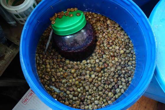 5년 묵은 다래청. 팽팽하던 다래 알이 쭈글쭈글해졌다.