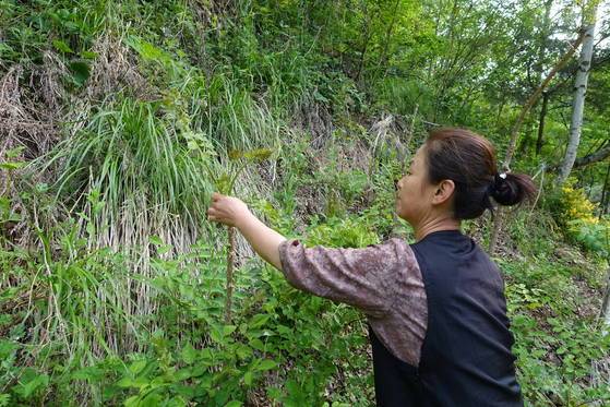 안정숙씨는 입으로는 여러 가지 나물에 대해 설명하면서도 두릅순을 한번 꺾은 자리에서 움 순이 많이 돋았다며 순을 계속 꺾었다. 아침상에 두릅튀김을 올리겠다고도 했다.