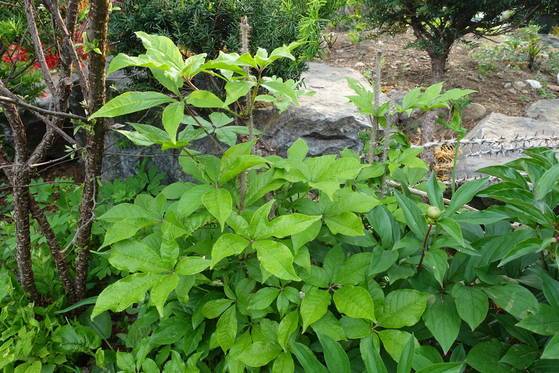 ‘오대산 내고향’ 집 둘레 1만㎡ 넓은 땅은 산나물과 약용식물 밭이다. 나란히 자라고 있는 가시오가피(왼쪽)와 작약. 뒤에 가시가 많은 줄기는 잘라놓은 음나무 가지다.